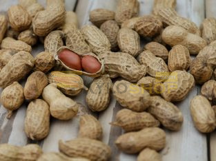 Welcome to MEG ZA IMPEX PTY LTD Food Stuff Trading