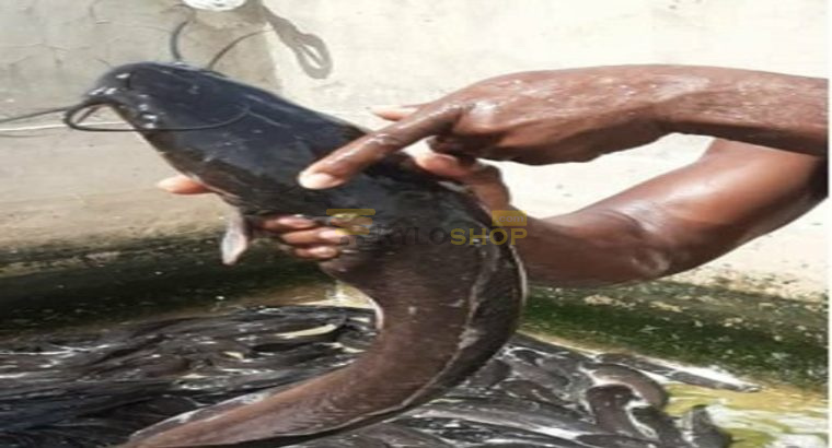 Fresh Catfish for Sale