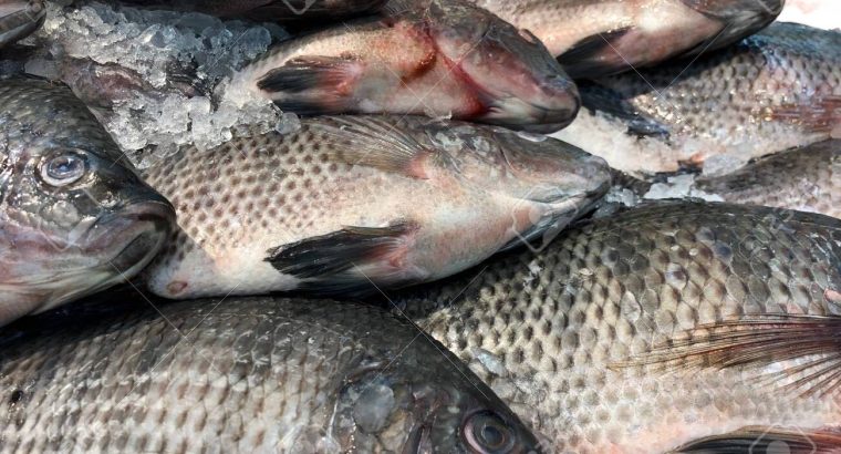 Fresh  Tilapia